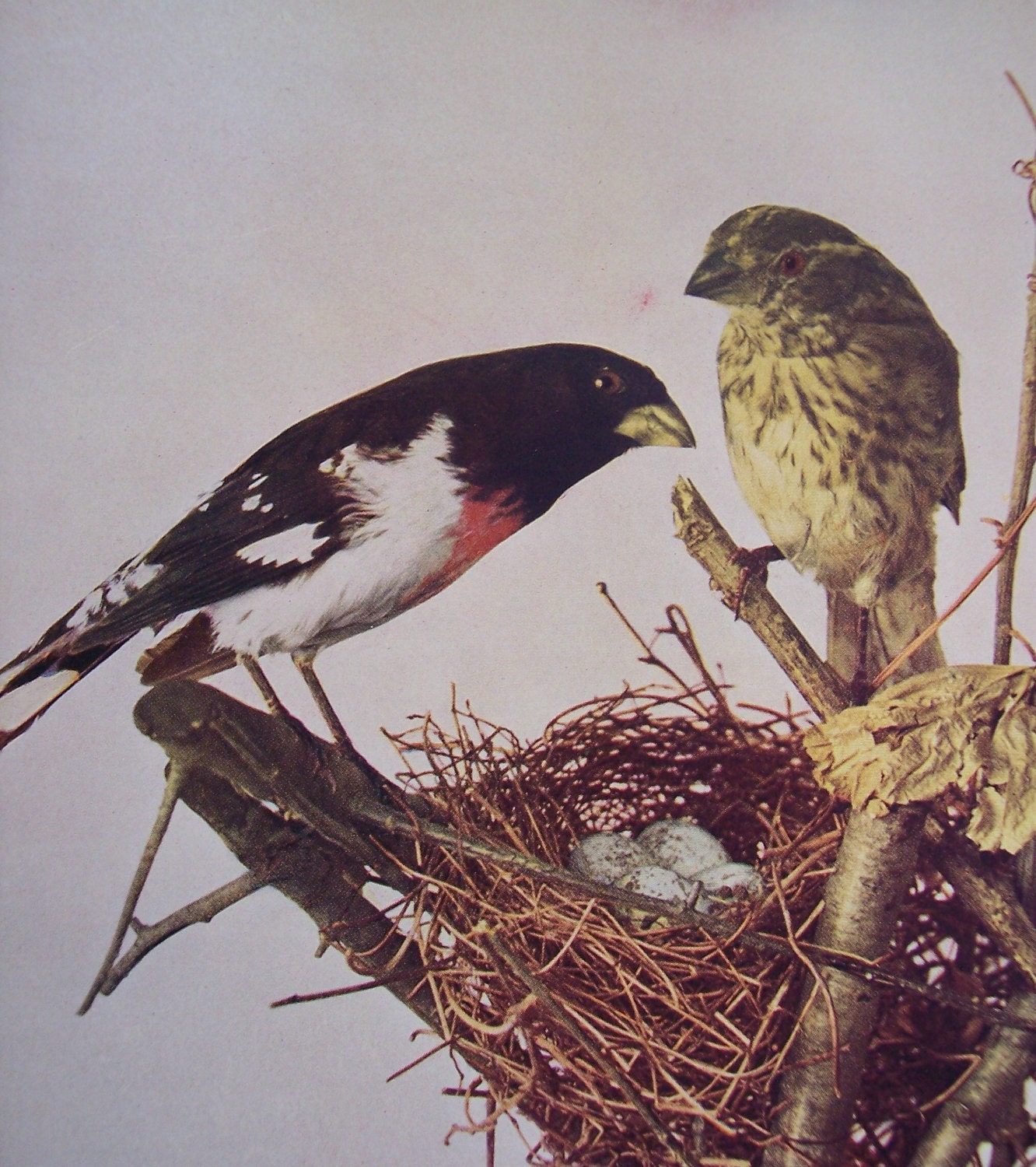 Vintage Bird Print - 1902 Antique illustration - Rose Breasted Grosbeak