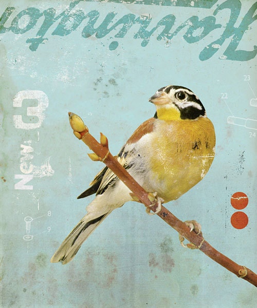 Yellow Bird (2010)