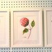 Hydrangea Watercolor Prints - Set of Three