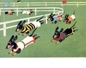 Weiner DoG Dachshund Races Fridge Magnet Fun Dogs Racing Running Dressed Dachshunds Vintage Doxie