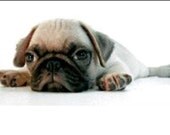 Baby Pug Dog I See You Fridge Magnet Peek A Boo Pug Peekaboo