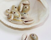 Small Natural REAL Atlantic Bubble w teeth - Sea Shells - Crafting Beads (12)