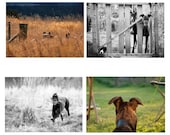 greyhound photo greeting cards - pack of 5