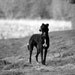 Lurcher dog tea towel