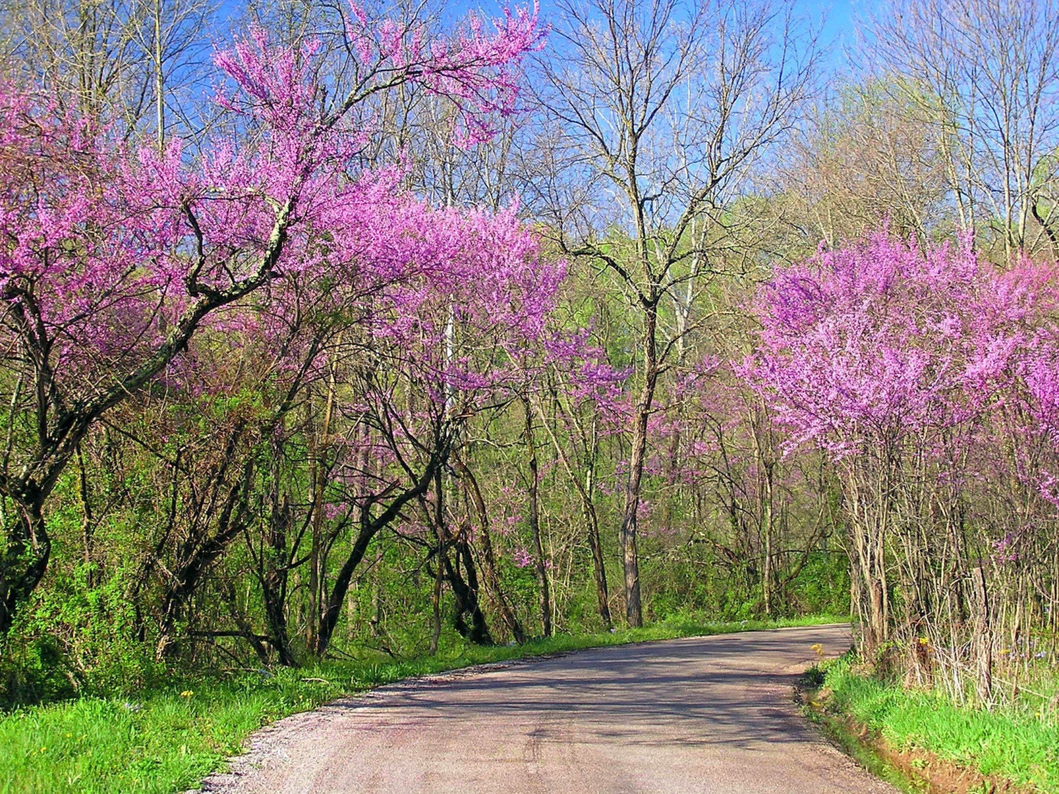 Nature Photography Fine Art 8x10 Returning Home Spring Landscape Photo