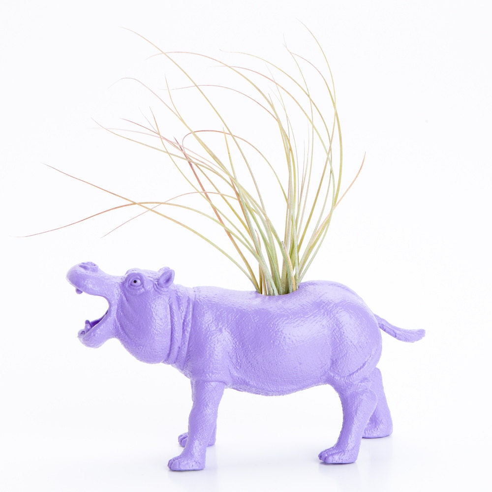 Hippo Planter with Air Plant Room Decor, College Dorm Ornament Hippopotamus, Geekery, Safari  Animal