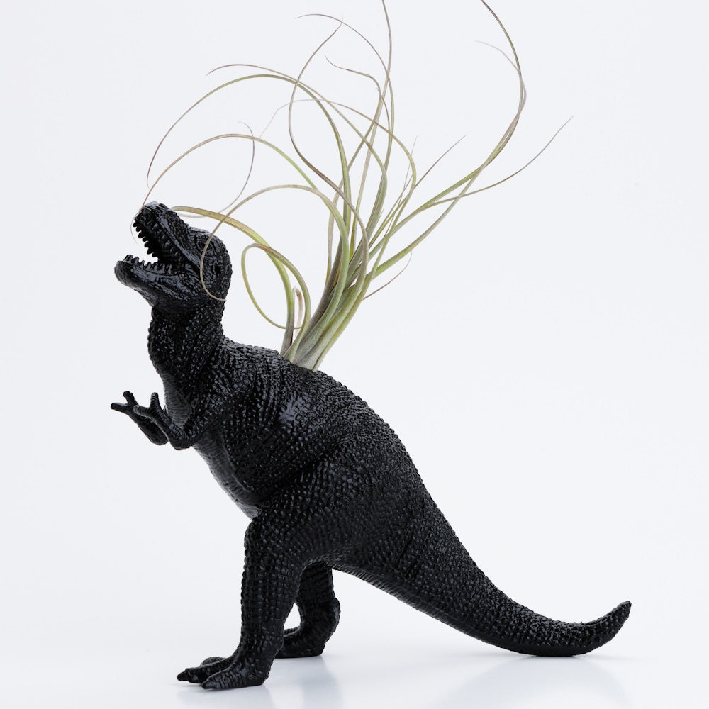 T Rex Dinosaur Planter with Air plant- Dorm Room Geekery Decoration, Black Room Decor