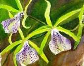 Three Cattleya Orchid blooms original watercolor painting