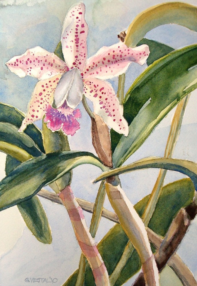 Cattleya Orchid (Pink Elephants)