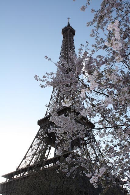 Paris Photography - Paris Cherry Blossoms in the Spring - 8x10 Fine Art Photograph - Eiffel Tower - Paris Decor - Blush Pink