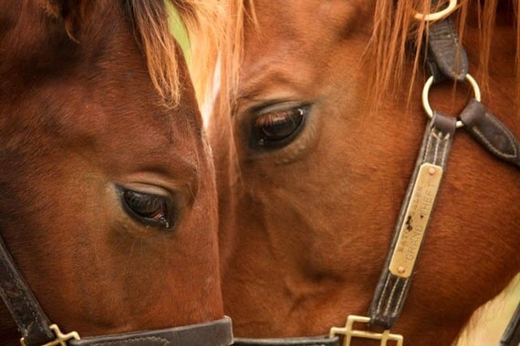 Heart to Heart - Brown horse photograph - 8x10 Fine Art Photograph- affordable home decor - Nursery photography