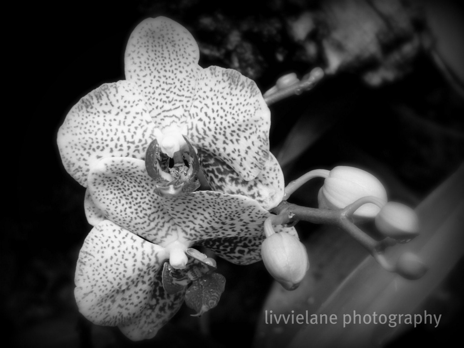 Light of Phalaenopsis No. 2 (Orchid Light Series) - 11 x 14 fine art black and white photograph