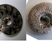 Opalized and Pyritized Ammonite Fossil Specimen - Ammolite - spiral - museum quality - large - genuine natural history stone pyrite crystal