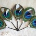 5 Wedding Hairpieces, Bridesmaid Gifts, Peacock Hair Accessories, Bridesmaid Hair Accessories - cerulean royal blue, hunter emerald green