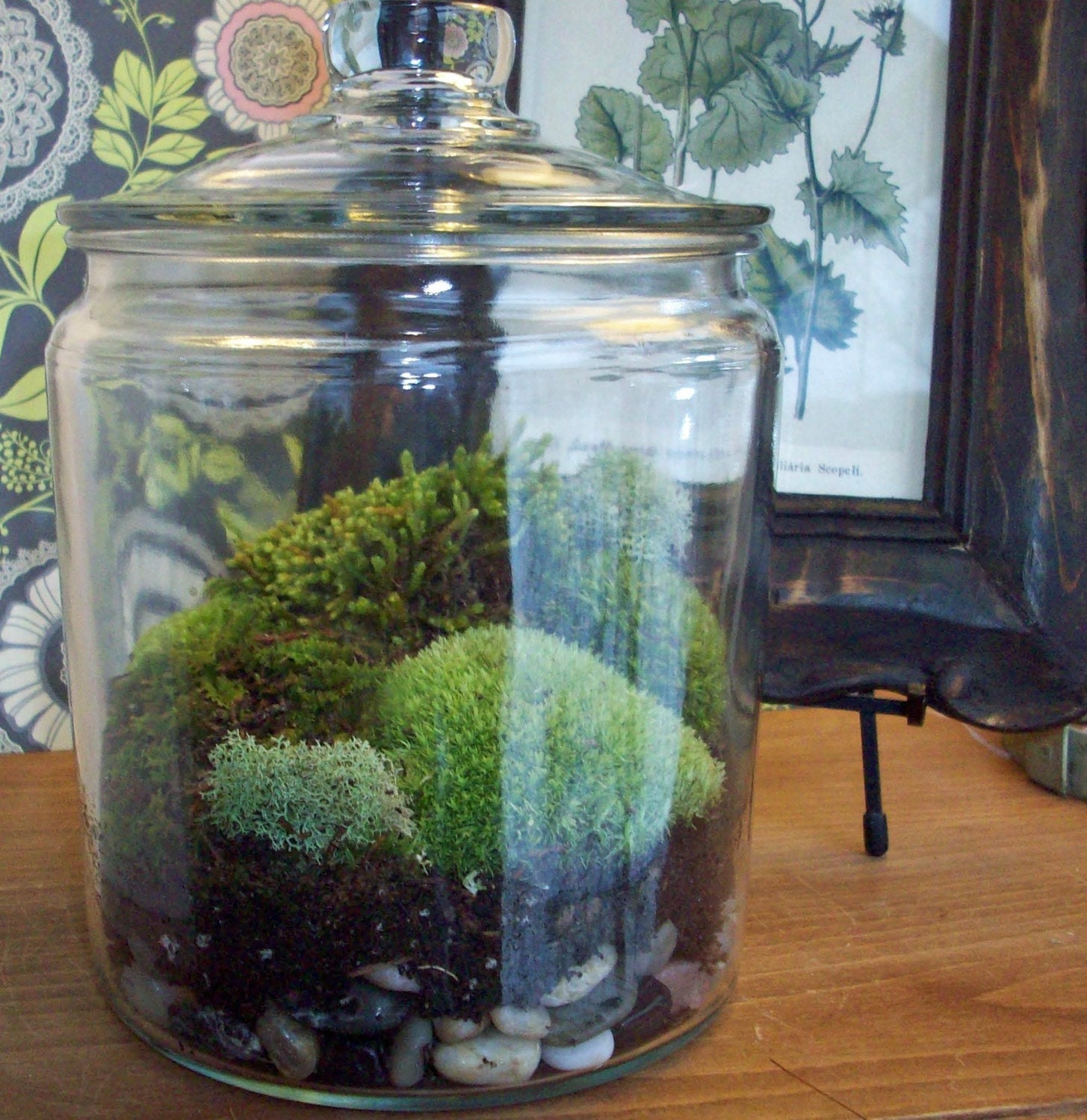 Items similar to Large Apothecary Jar Terrarium No. 13 Free Shipping
