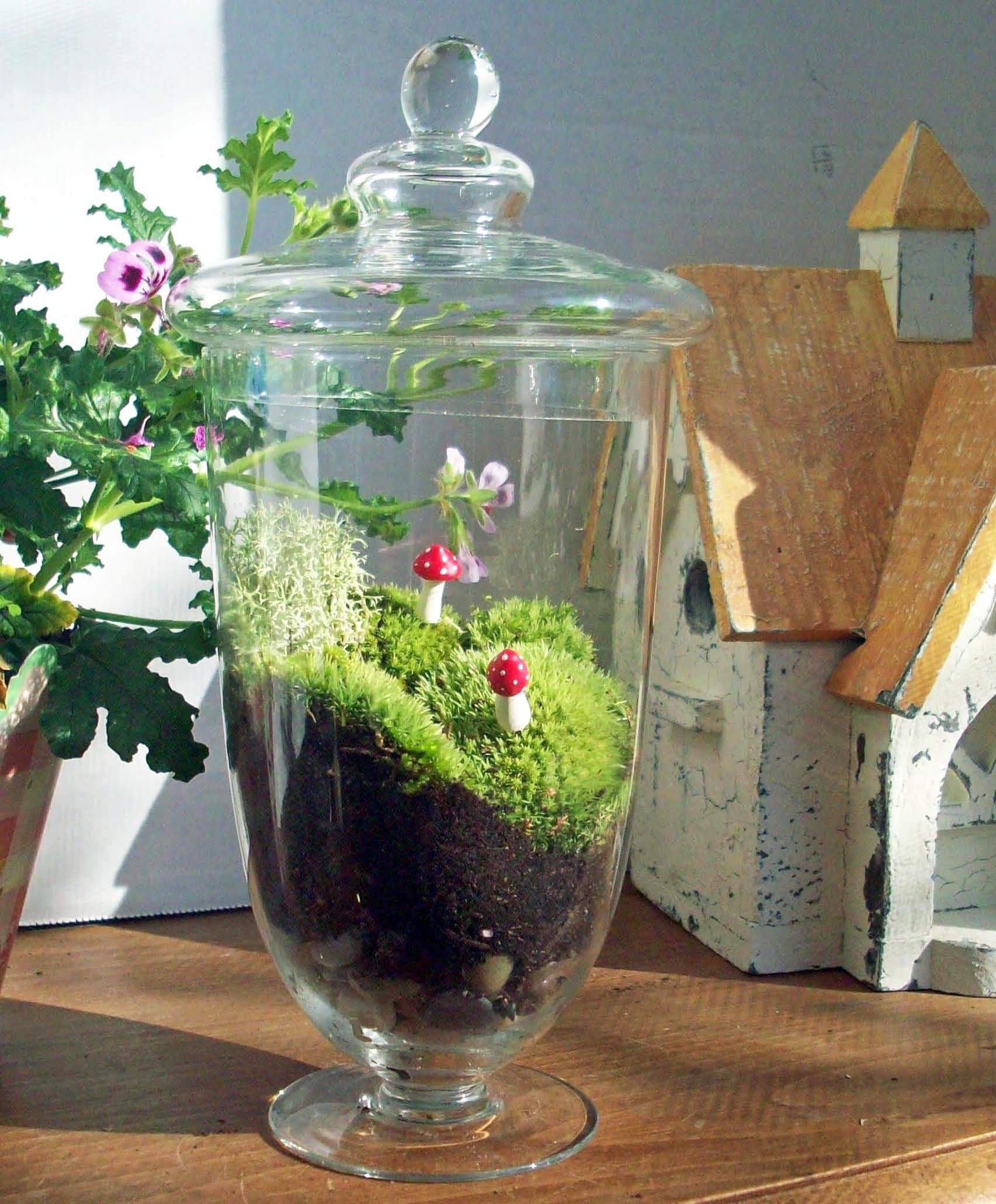 Apothecary Jar Terrarium No. 31 by blithegardens on Etsy