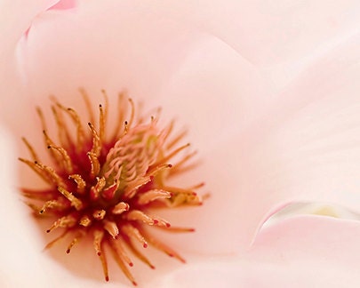 Nursery Art pink and red - Anemone - 8 x 10 nostalgic, girly, pinkalicious photograph - gift for a southern belle