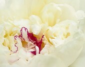 Red and white flower photo - Peony -  8x8 - photography romantic modern home decor Mother's Day gift