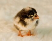 Baby Easter chick - Peep peep - 8x8 farm animal photography nursery art decor barnyard