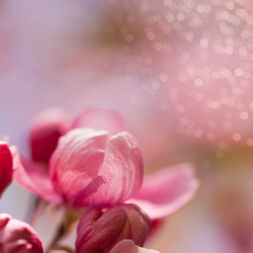 Mother's Day art Pink flower picture - Cherry Blossom Unfurling - 8x8 Fine Art Print - fairy tale girl nursery art whimsy