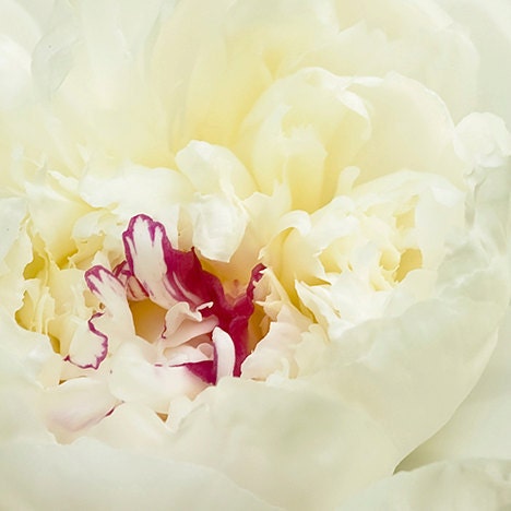 Red and white flower photo - Peony - 8x8 - photography romantic modern home decor Mother's Day gift