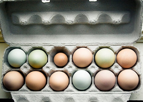 Food photography - Farm Fresh - 5x7 kitchen art print - one dozen organic free-range eggs photo Farmers market shabby chic