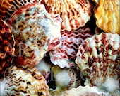 Fan Shells original photograph 8x8 matted to 12x12