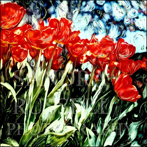 RED TULIPS Polaroid Photography  image 8x8 matted to a 12x12 bright red and green
