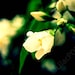 Soft Colorful Flower -Fine Art Photograph on Metallic Paper