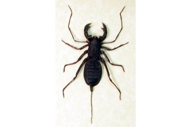 Framed Whip Scorpion False Stinger 2254 Free Shipping