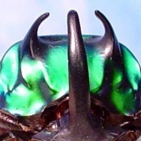 Real Green Devil Scarab Beetle Conservation Quality 2520M