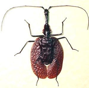 Real Violin Beetle Conservation Quality Display 2182