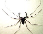 Real Giant Spiked Mandibles Cave Spider  2307