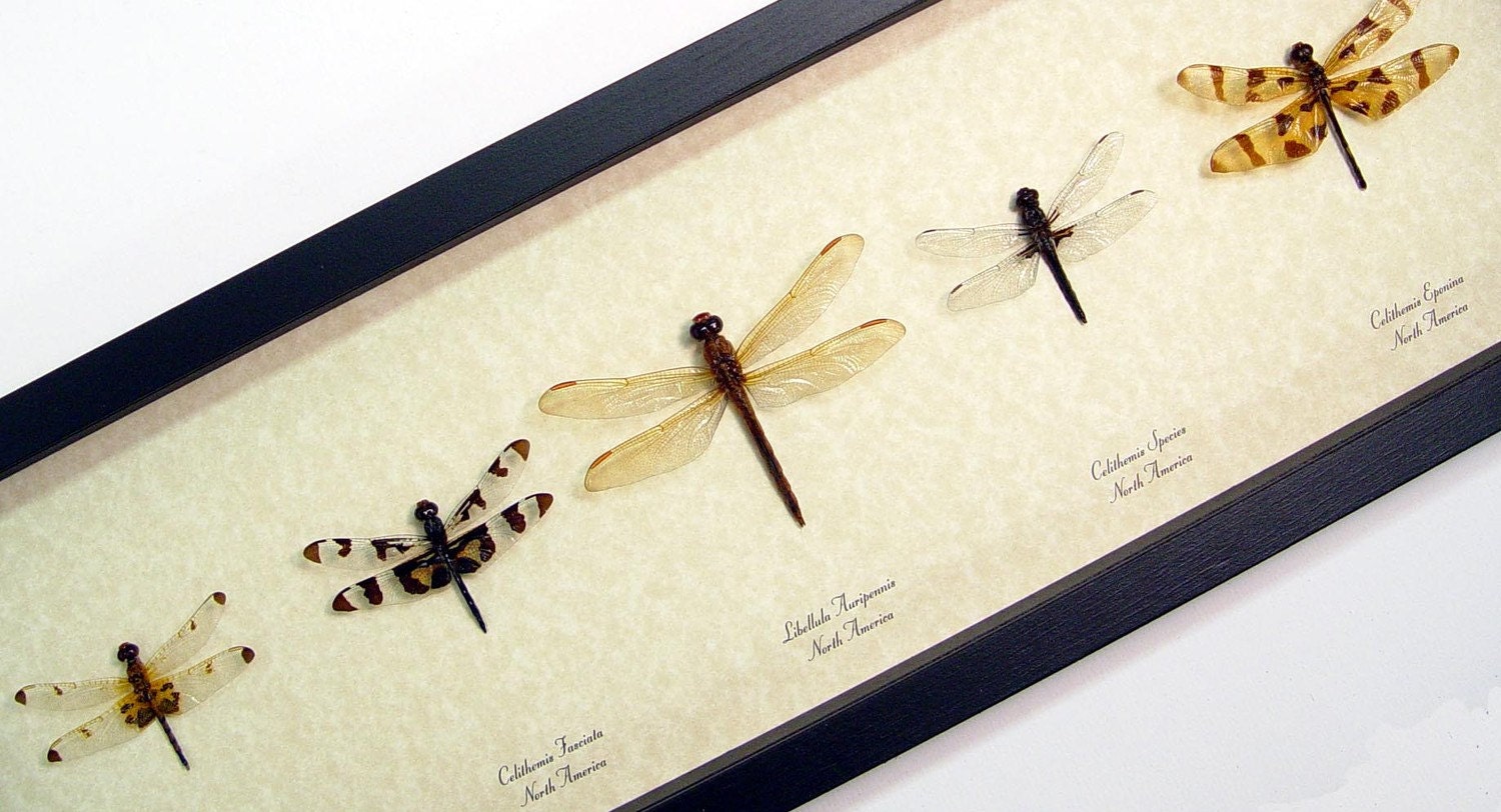 Real Framed North American Dragonfly Collection  7883