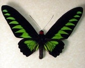 Birdwing Real Butterfly Brookes Birdwing Free Shipping 159