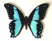 Best Seller 16 Years Real Blue Butterfly Display 7795