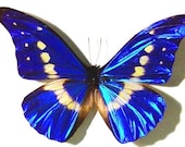 Real Blue Morpho Helena Butterfly Display M907 - REALBUTTERFLYGIFTS