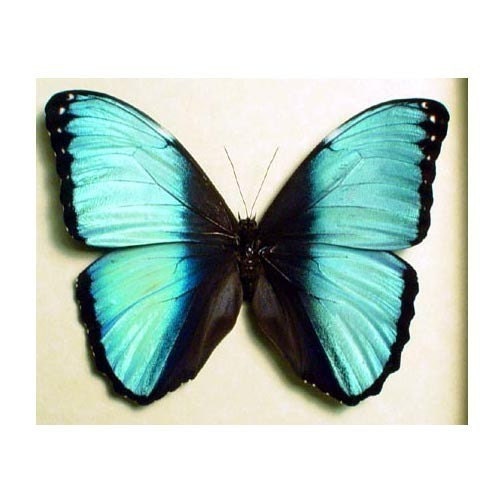 Real Blue Banded Morpho Butterfly Conservation Display 351