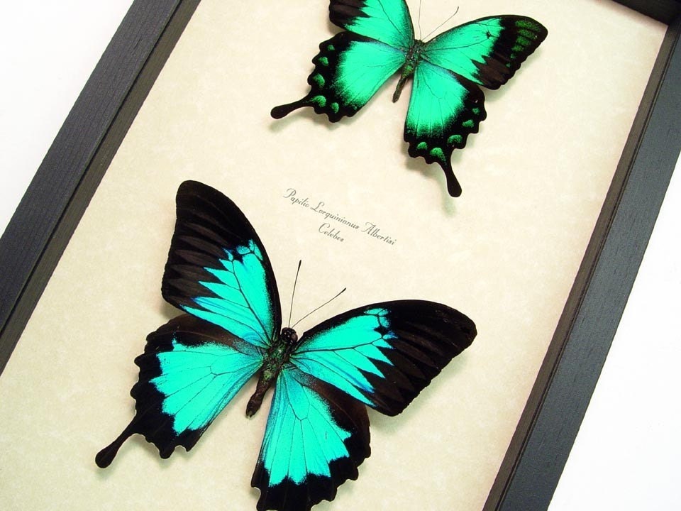 Wedding Gift Neon Blue And Green Framed Metallic Butterflies1099