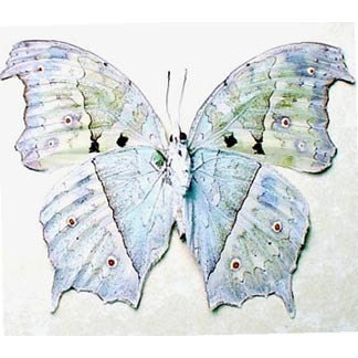 Real Framed Pearl White Ghost Butterfly Display 200v