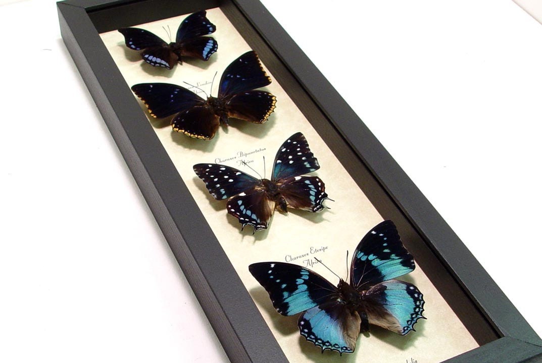 Framed Butterfly 4 Real Blue African Butterflies Archival Collection 7839
