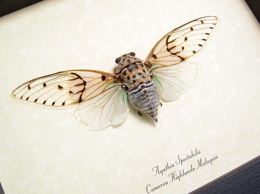 Dad's & Grad's Gift Real Ghost Cicada Conservation Quality Framed Display 2169