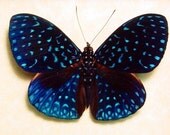 Framed Butterfly Starry Night Real Van Gogh Blue Costa Rica 681