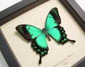 Best Seller for 15 Years Real Green Butterfly Display  277