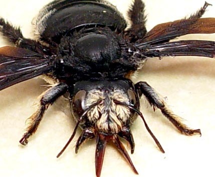 Real Rare Framed African Death Head Carpenter Bee 7903