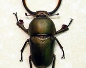 Bronze Sawtooth Beetle Lamprima Adolphinae Display 2155B