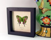 Thecla Coronata Green Exotic Real Butterfly 748v