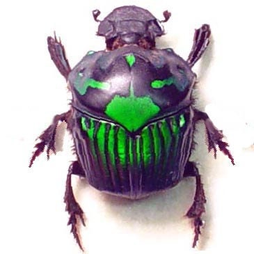 Rare Female Green Real Framed Scarab Beetle 2520