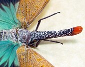 lanternfly Pyrops Pyrorhyncha the red nose clown fly 7692