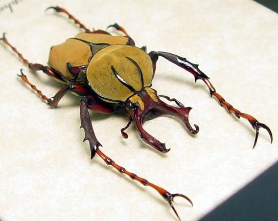 Real Unusual Reindeer Beetle With Antler Like Horns 7978